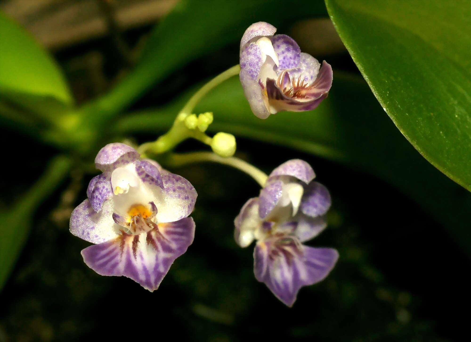 Image of Phalaenopsis appendiculata Carr