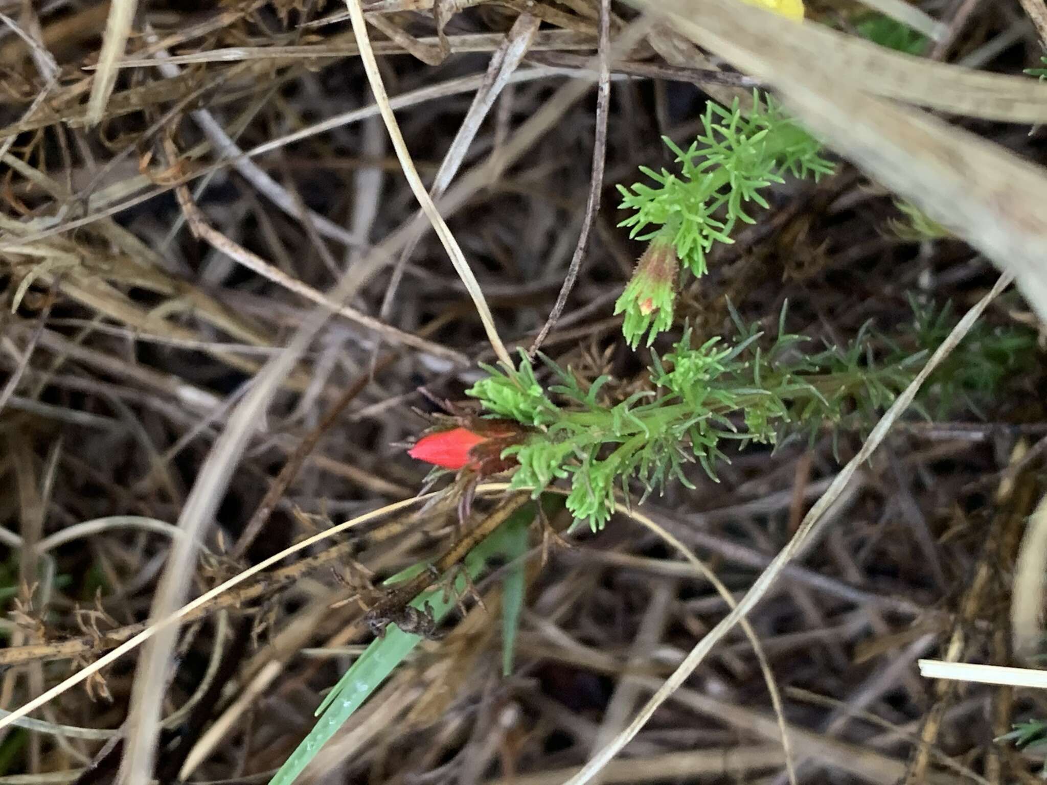 Image of Menodora africana Hook.