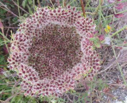 Image of Daucus carota subsp. hispanicus (Gouan) Thell.