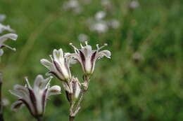 صورة Gypsophila acutifolia Fisch.