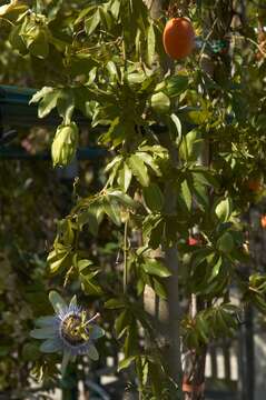 Image de Passiflora caerulea L.