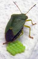 Image of Green shield bug