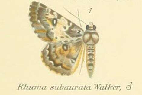 Imagem de Rhuma subaurata Walker 1860