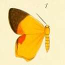 Image of Xanthodura trucidata Butler 1880