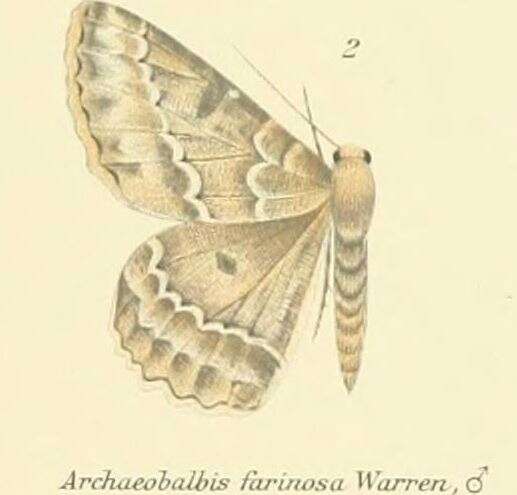 Image of Herochroma crassipunctata Alphéraky 1888