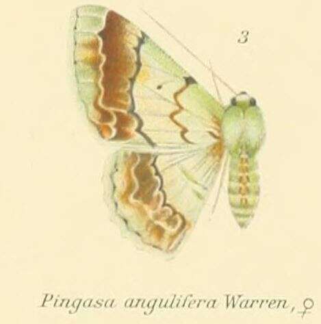 صورة Pingasa angulifera Warren 1896