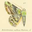 Image of Aeolochroma albifusaria Walker 1866