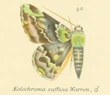 صورة Aeolochroma albifusaria Walker 1866