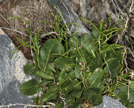 Plancia ëd Hesperidanthus