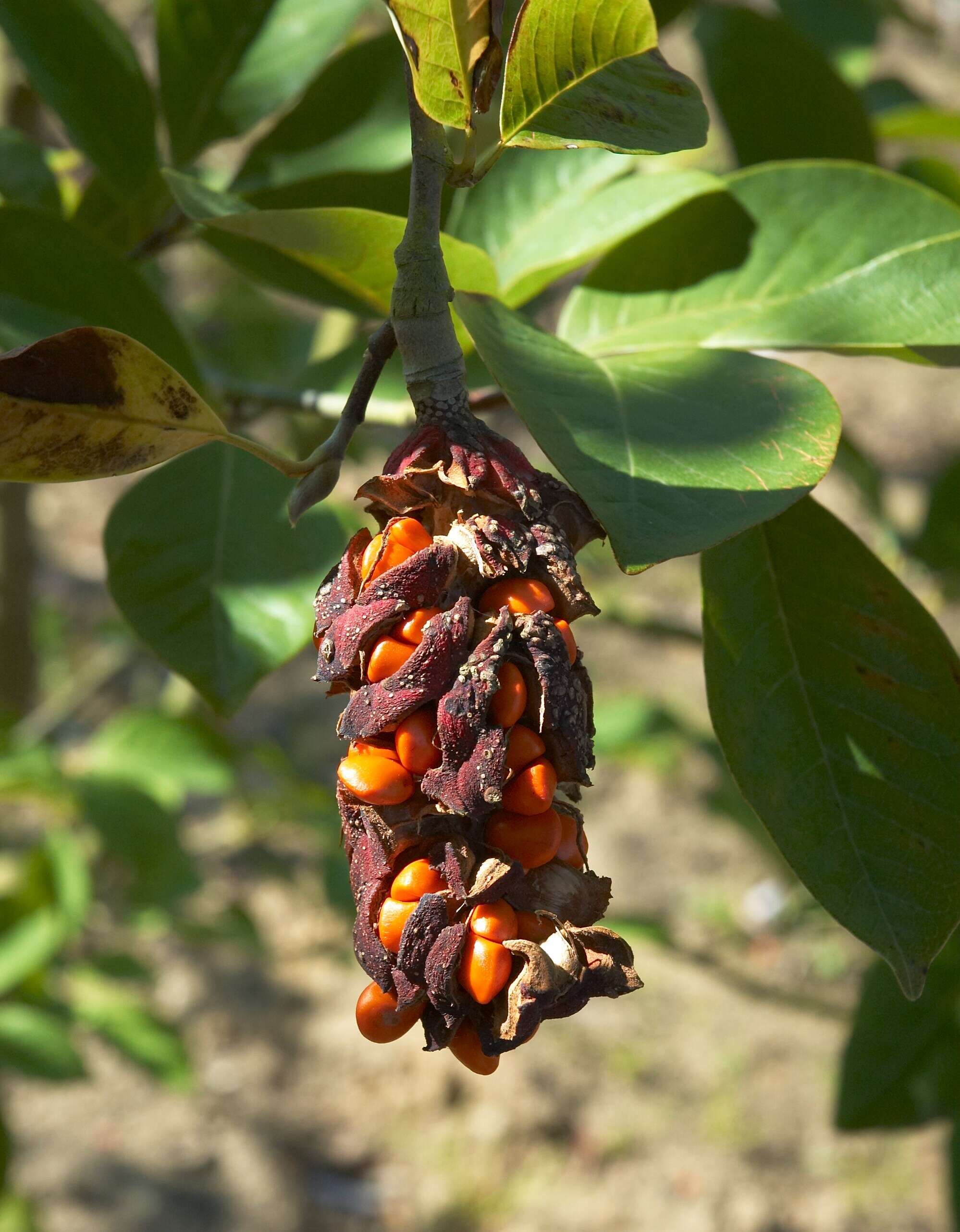 Image of Magnolia cylindrica E. H. Wilson