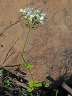 Image of Sebaea albens (L. fil.) Sm.