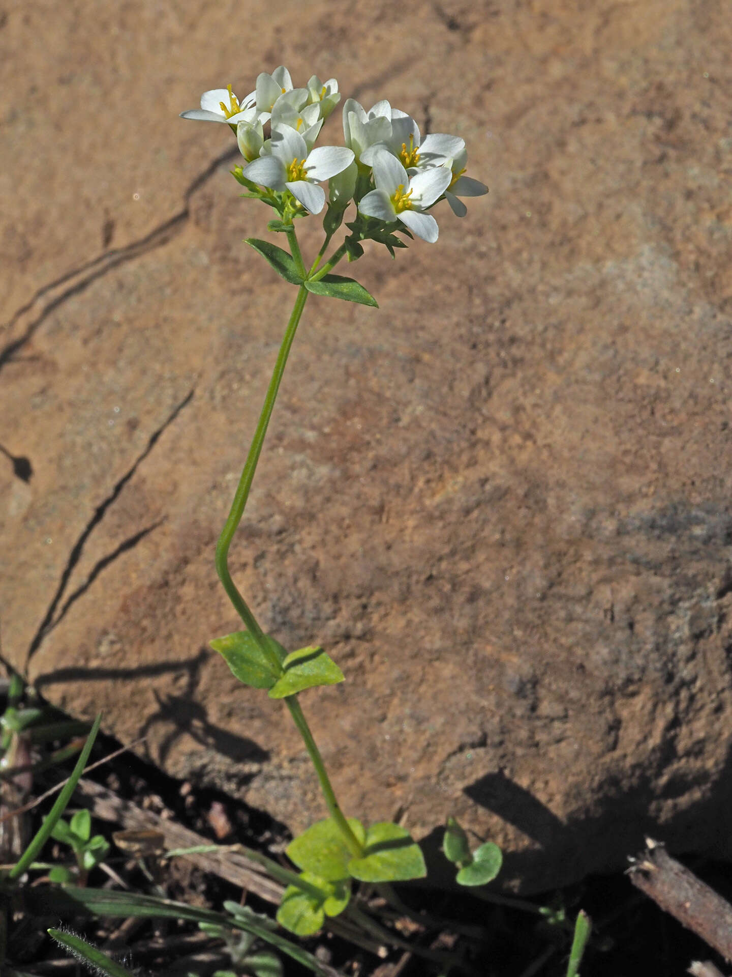 Image of Sebaea albens (L. fil.) Sm.