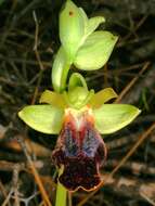 Image of Dark bee orchid