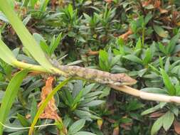 Image of Solitaire Anole