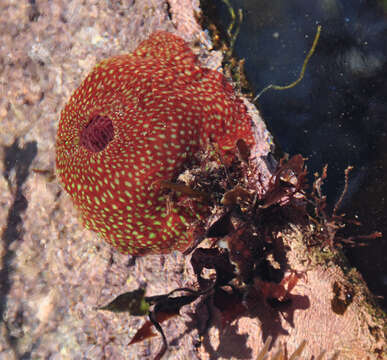 Image of Strawberry anemone