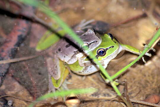 Image of Lemon-yellow tree frog