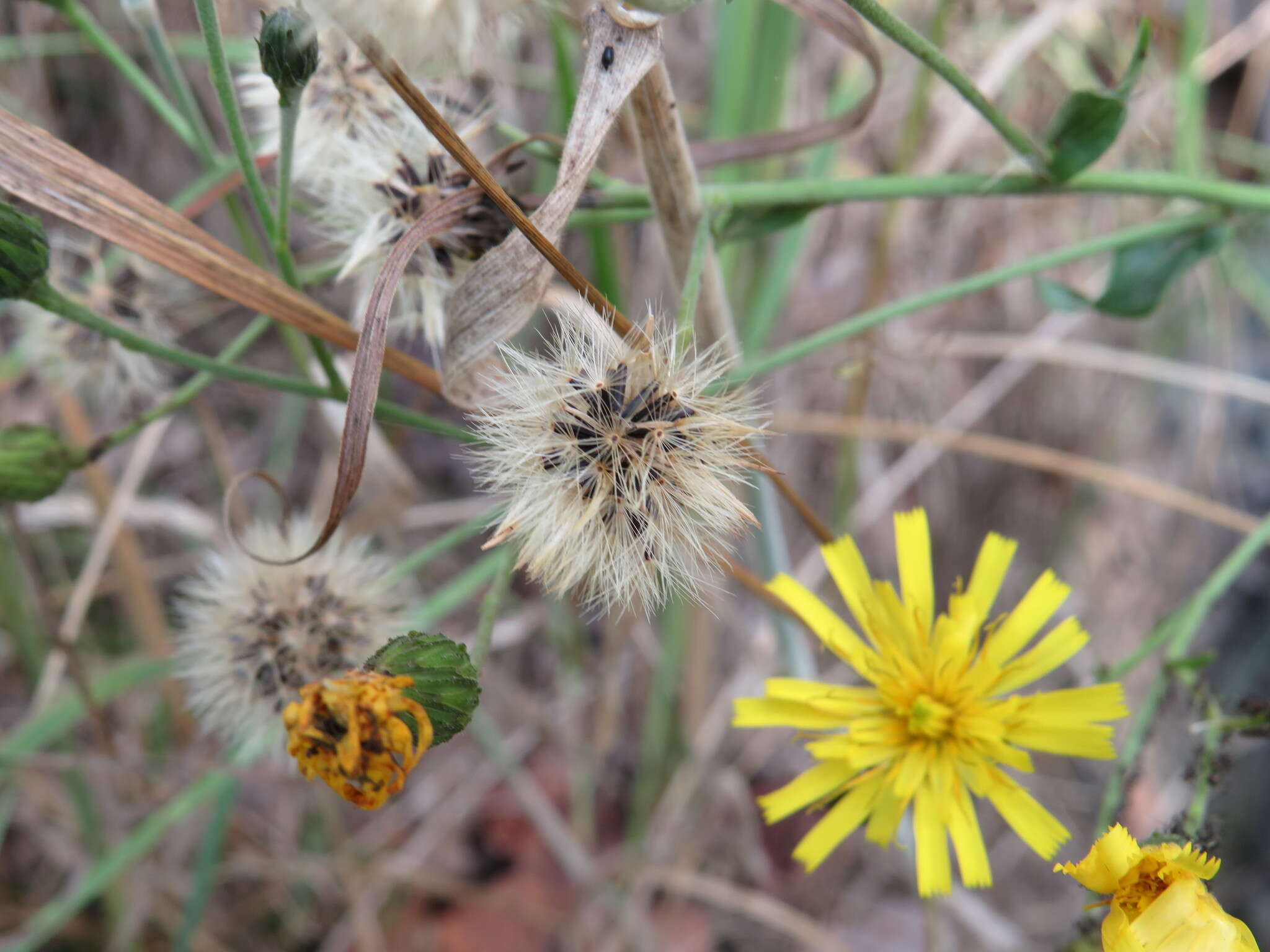 Image of New England hawkweed