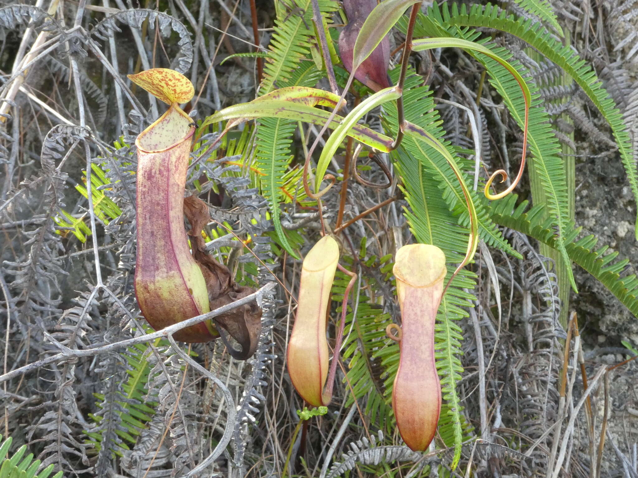 Image of Nepenthes tobaica Danser