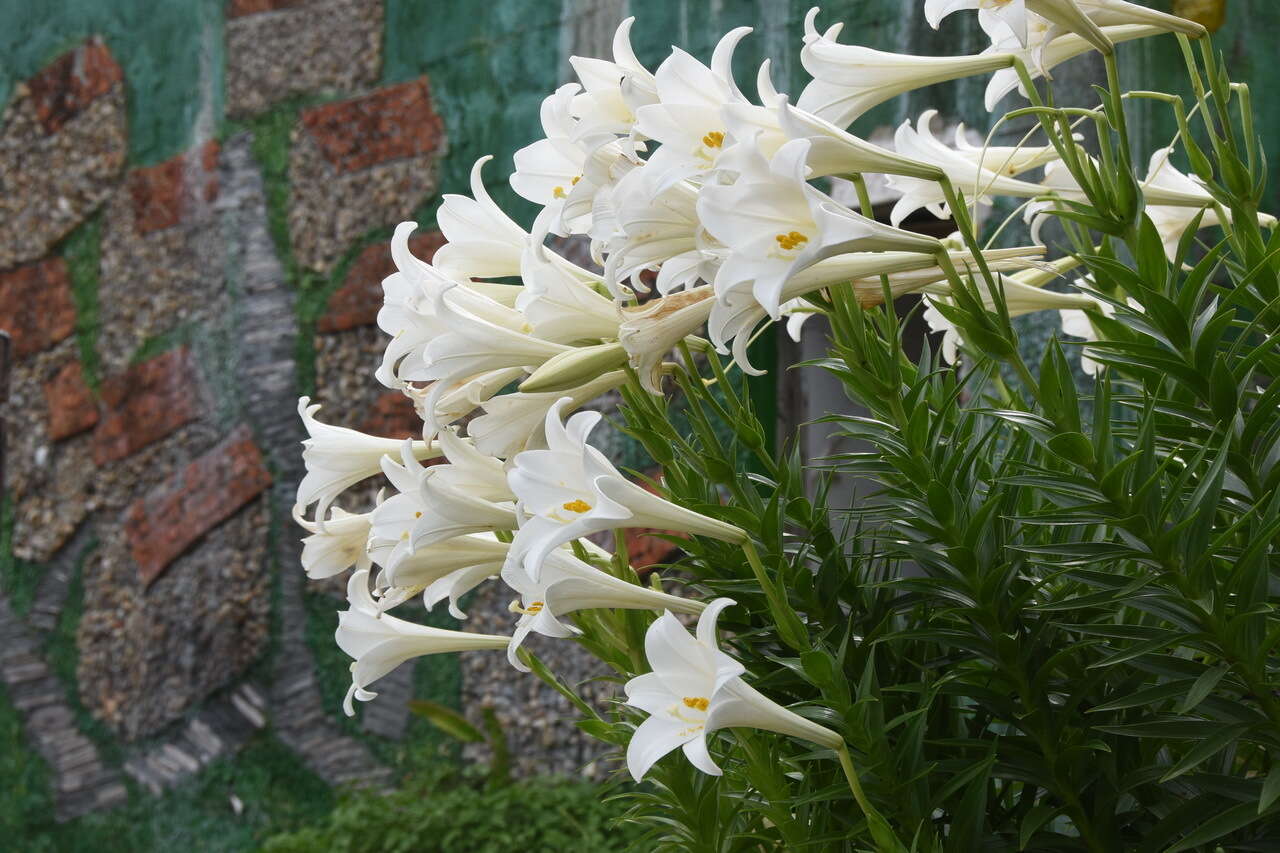 Image of Chinese Lily