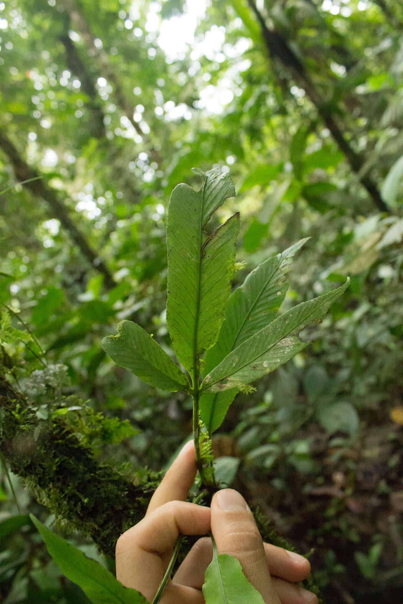 Image of Asplenium pearcei Bak.