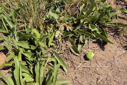 Image of Dwarf medlar