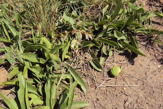 صورة Pygmaeothamnus zeyheri (Sond.) Robyns