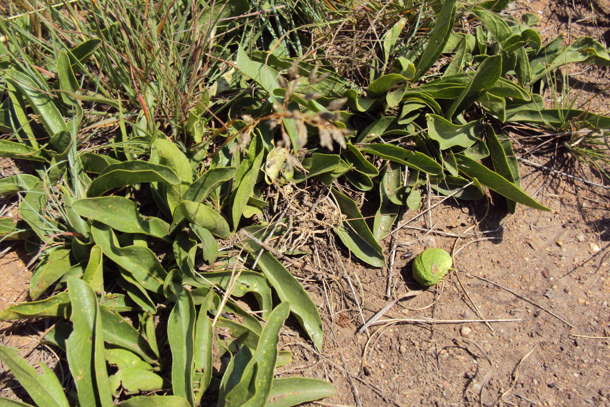 Image of Dwarf medlar