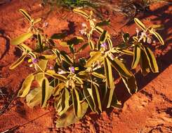 Image of Solanum centrale J. M. Black