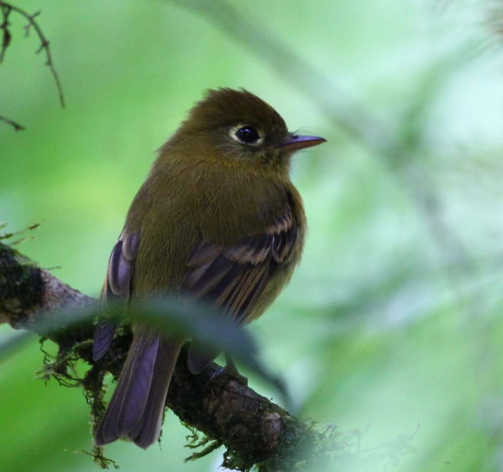 Image of Yellowish Flycatcher