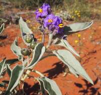 Image of Solanum quadriloculatum F. Müll.