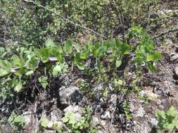 Imagem de Fouquieria splendens subsp. breviflora Henrickson