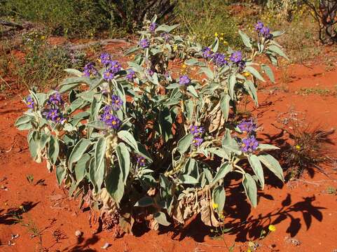 Image of Solanum quadriloculatum F. Müll.