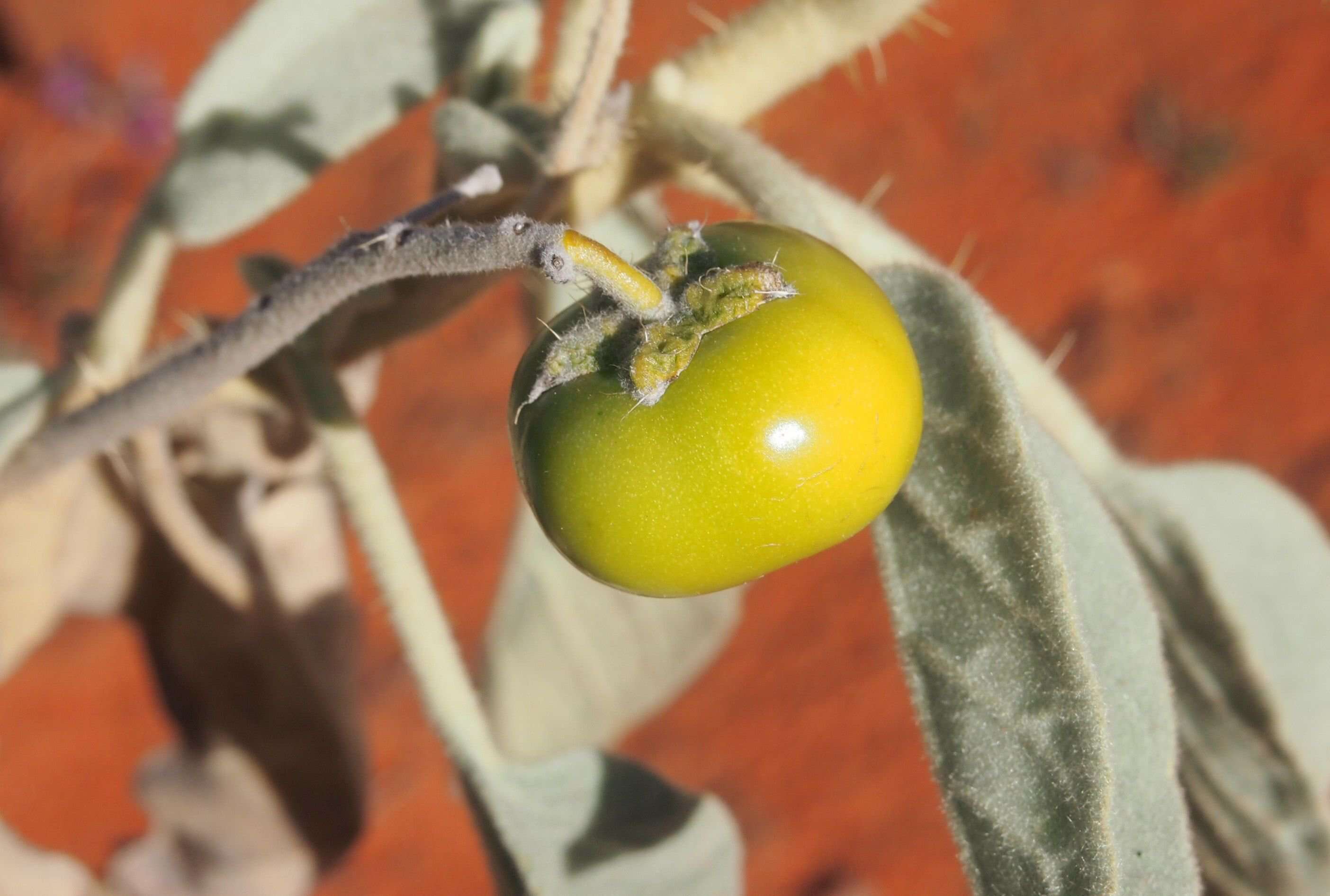 Image of Solanum quadriloculatum F. Müll.