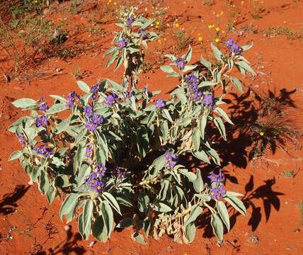 Image of Solanum quadriloculatum F. Müll.