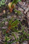 Image of Pterostylis cardiostigma D. Cooper