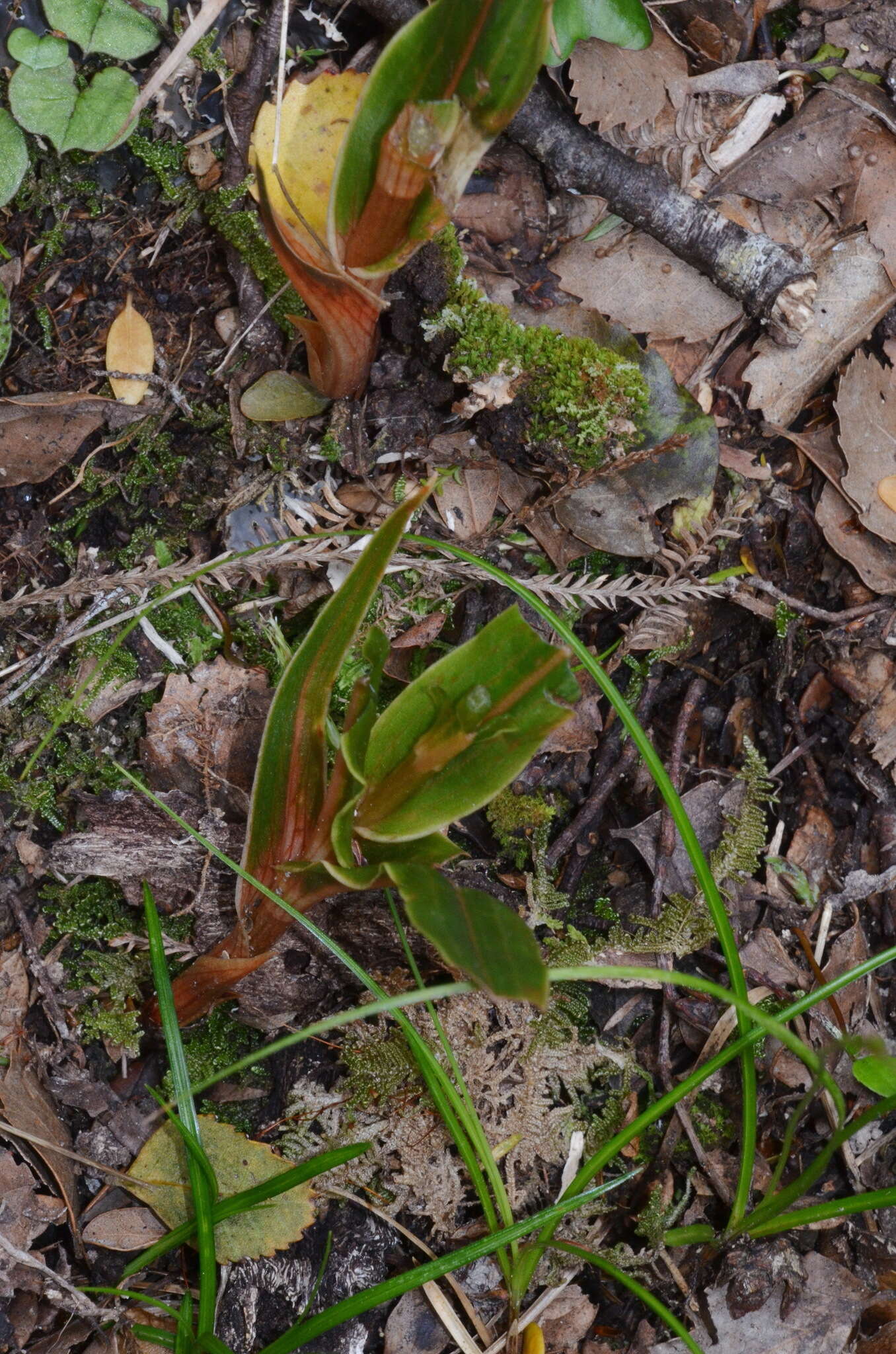 Image of Pterostylis cardiostigma D. Cooper