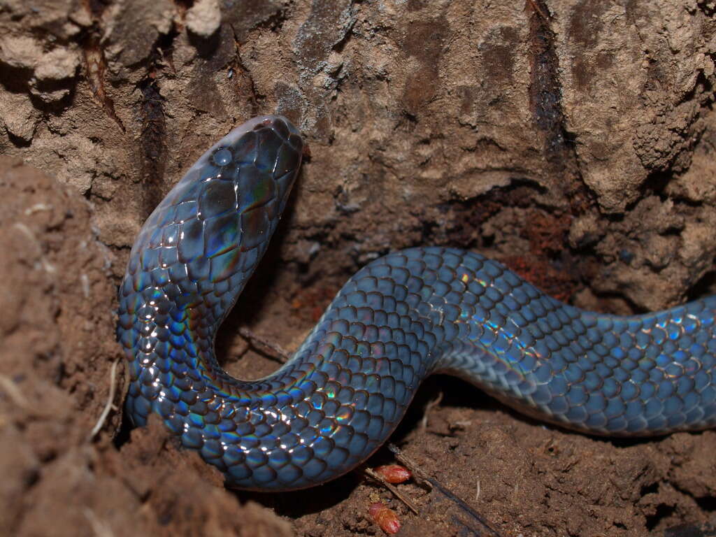 Image of sunbeam snakes