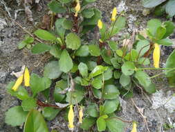 Image of yerba Puerto Rico de cueva