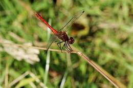 Image of Ruddy Darter