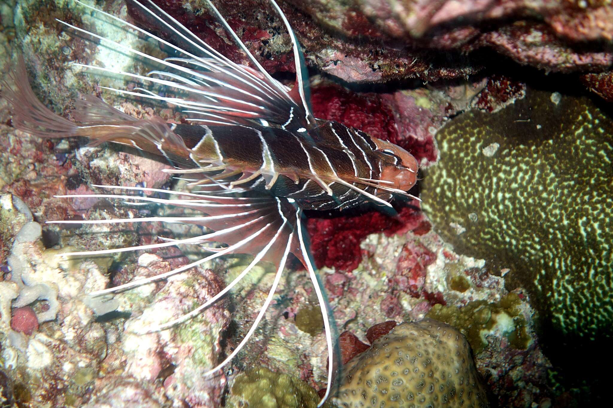 Image of Radial firefish