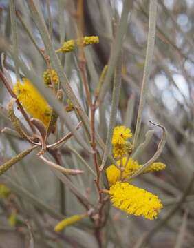 Image of Mulga