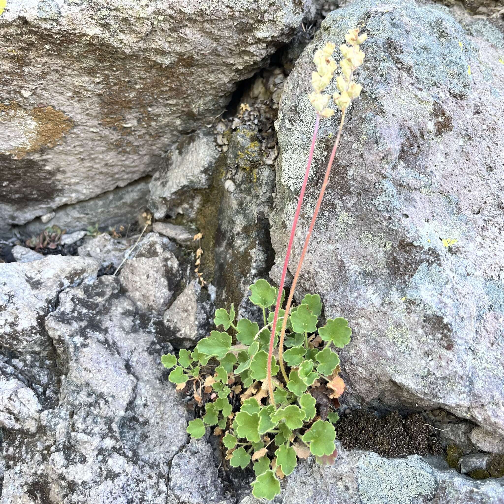 Image de Heuchera cylindrica var. alpina S. Watson