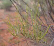 Image of Mulga