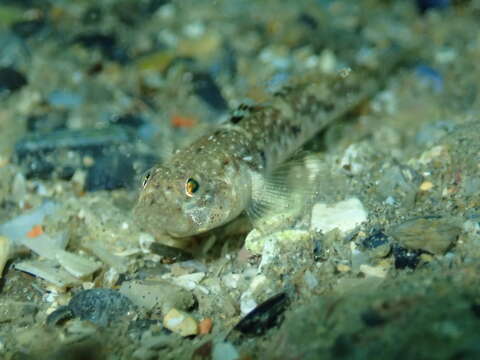 Image of Mediterranean Painted Goby