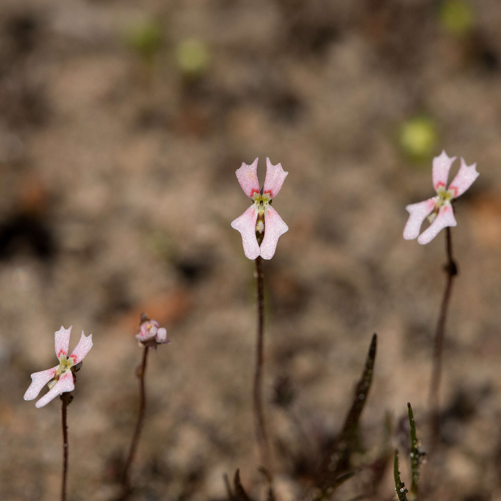 Image de Stylidium calcaratum R. Br.