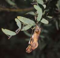 Acacia victoriae Benth. resmi