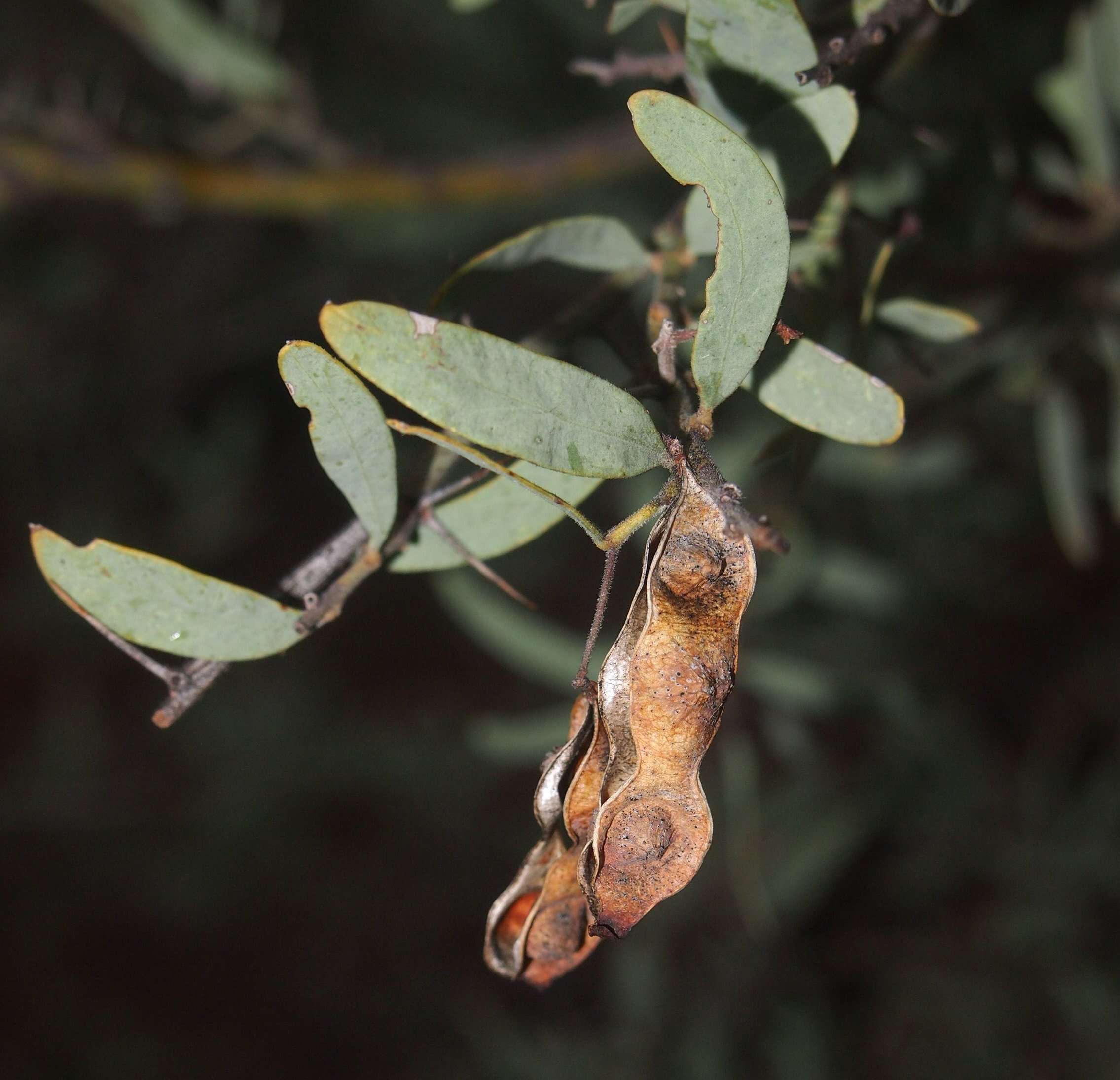 Acacia victoriae Benth. resmi