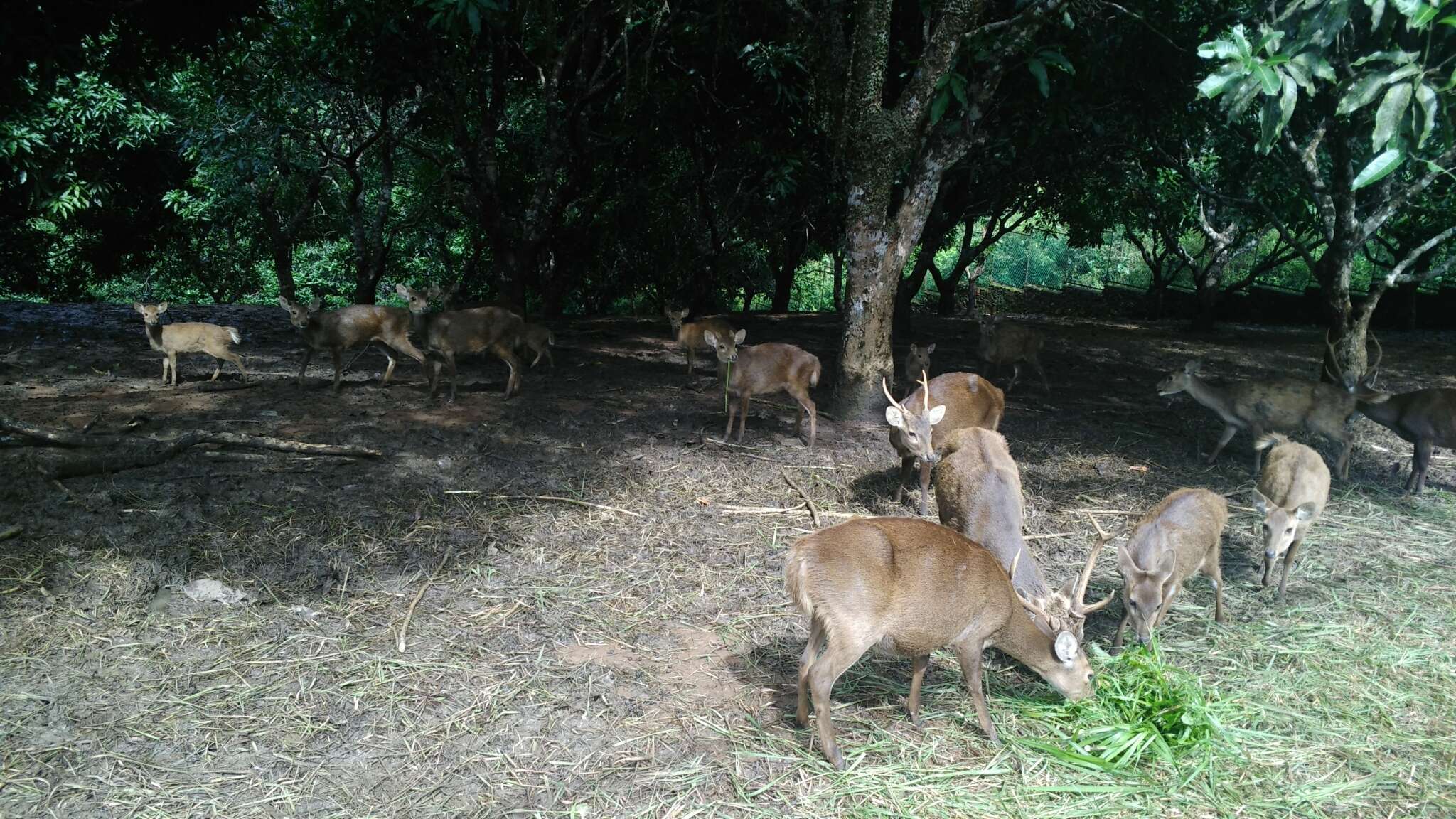 Image of Bawean Deer