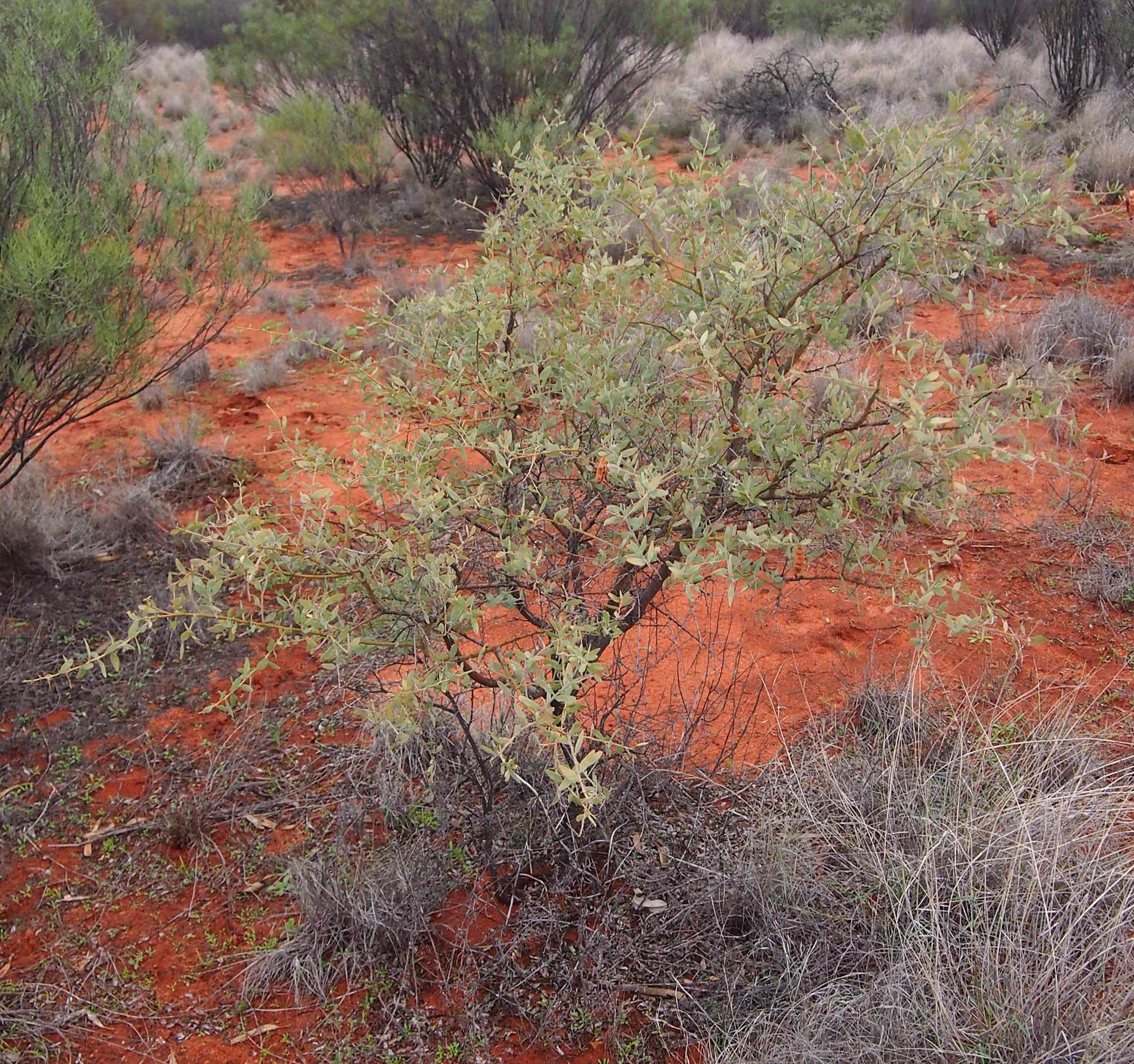 Acacia victoriae Benth. resmi