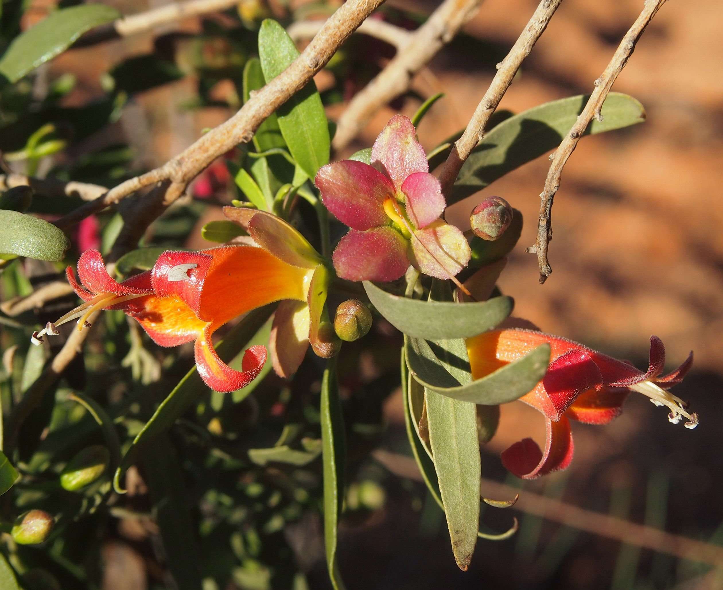 Слика од Eremophila